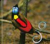 Oiseaux de Paradis: Les Oiseaux les Plus Extraordinaires du Monde [Birds of Paradise: Revealing the World's Most Extraordinary Birds]