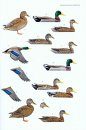 Canards, Cygnes et Oies d'Europe, d'Asie et d'Amérique du Nord [Wildfowl of Europe, Asia and North America]
