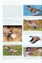 Canards, Cygnes et Oies d'Europe, d'Asie et d'Amérique du Nord [Wildfowl of Europe, Asia and North America]