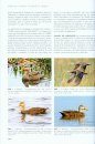 Canards, Cygnes et Oies d'Europe, d'Asie et d'Amérique du Nord [Wildfowl of Europe, Asia and North America]