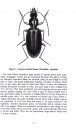Handbook of Common New Guinea Beetles
