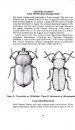 Handbook of Common New Guinea Beetles