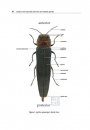 Illustrated Guide to the Emerald Ash Borer Agrilus planipennis Fairmaire and Related Species (Coleoptera, Buprestidae)