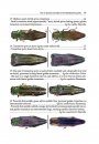 Illustrated Guide to the Emerald Ash Borer Agrilus planipennis Fairmaire and Related Species (Coleoptera, Buprestidae)
