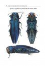 Illustrated Guide to the Emerald Ash Borer Agrilus planipennis Fairmaire and Related Species (Coleoptera, Buprestidae)