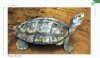 Freshwater Turtles & Tortoises of South Asia