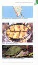 Freshwater Turtles & Tortoises of South Asia