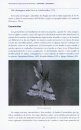 Las Mariposas de España Peninsular: Manual Ilustrado de las Especies Diurnas y Nocturnas [The Butterflies of Peninsular Spain: Illustrated Guide to the Diurnal and Nocturnal Species]