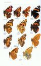 Las Mariposas de España Peninsular: Manual Ilustrado de las Especies Diurnas y Nocturnas [The Butterflies of Peninsular Spain: Illustrated Guide to the Diurnal and Nocturnal Species]