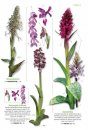 A la Découverte des Orchidées d'Aquitaine [Discovering the Orchids of Aquitaine]