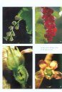 Les Familles des Plantes à Fleurs d'Europe: Botanique Systématique et Utilitaire [Flowering Plant Families in Europe: Systematic and Utilitarian Botany]