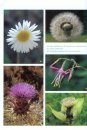 Les Familles des Plantes à Fleurs d'Europe: Botanique Systématique et Utilitaire [Flowering Plant Families in Europe: Systematic and Utilitarian Botany]