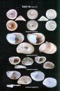 Mittelmeer-Mollusken: Prosobranchia & Bivalvia [Mediterranean Molluscs]