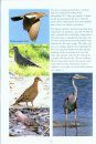 Birding in Paradise – Middle & North Caicos