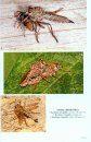 Soldierflies, their Allies and Conopidae of Surrey