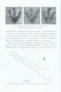Palaeovertebrata Sinica, Volume 2: Amphibians, Reptiles and Avians, Fascicle 8 (Serial no. 12): Footprints of Mesozoic Reptilians and Avians [Chinese]