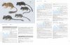Handbook of the Mammals of the World, Volume 7: Rodents II