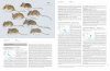 Handbook of the Mammals of the World, Volume 7: Rodents II