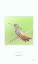 Birds of Guatemala: The Quetzal, Trogons and Hummingbirds / Aves de Guatemala, Volume 1: El Quetzal, Trogones y Colibrs