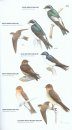 Wildlife Conservation Society Birds of Brazil, Volume 2: The Atlantic Forest of Southeast Brazil, including São Paulo and Rio de Janeiro