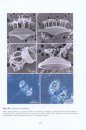 Diatom Monographs, Volume 18: Diatoms from Ship Ballast Sediments (With Consideration of a Few Additional Species of Special Interest)