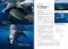 Visual Encyclopedia of Dolphin [Japanese]