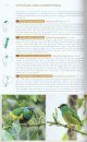 Birds of Western Ecuador