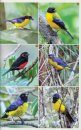 Birds of Western Ecuador