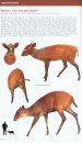 Bovids of the World