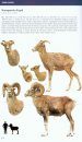 Bovids of the World