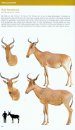 Bovids of the World