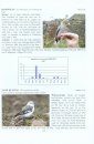 Orkney Bird Report 2013