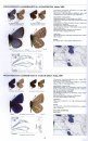 Lycaenidae Part 4 (Guide to the Butterflies of the Palearctic Region)