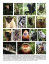 Primates in Peril: The World's 25 Most Endangered Primates 2012-2014