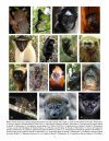 Primates in Peril: The World's 25 Most Endangered Primates 2014-2016