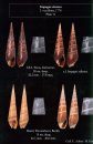 Living Terebras of Western Atlantic (In Addition Fossil Terebras of Caribbean Area) (2-Volume Set)
