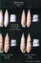 Living Terebras of Western Atlantic (In Addition Fossil Terebras of Caribbean Area) (2-Volume Set)