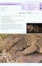 A Field Guide to the Lizards and Amphibians of Western Maharashtra [English / Marathi]