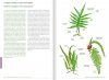 Remarkable Plants of Vanuatu / Plantes Remarquables du Vanuatu