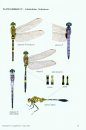 Field Guide to the Dragonflies of New Guinea / Buku Panduan Lapangan Capung Jarum untuk Wilayah New Guinea