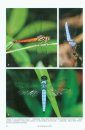 Field Guide to the Dragonflies of New Guinea / Buku Panduan Lapangan Capung Jarum untuk Wilayah New Guinea