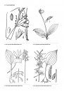 Guide to the Vascular Flora of Howell Woods, Johnston County, North Carolina, U.S.A.