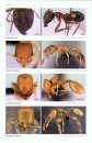 Ants of Africa and Madagascar