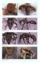 Ants of Africa and Madagascar