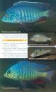 The Cichlids of Lake Malaŵi National Park