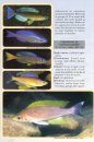 Back to Nature Guide to Tanganyika Cichlids