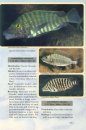 Back to Nature Guide to Tanganyika Cichlids