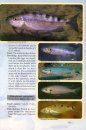 Back to Nature Guide to Tanganyika Cichlids