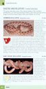 Struik Pocket Guide: Snakes and Other Reptiles of Southern Africa