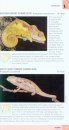 Struik Pocket Guide: Snakes and Other Reptiles of Southern Africa